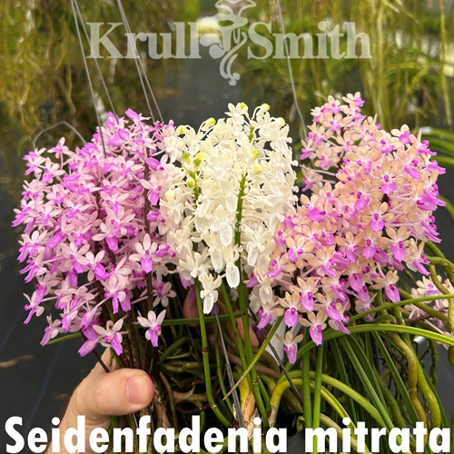 *Seidenfadenia mitrata 3-Pack*