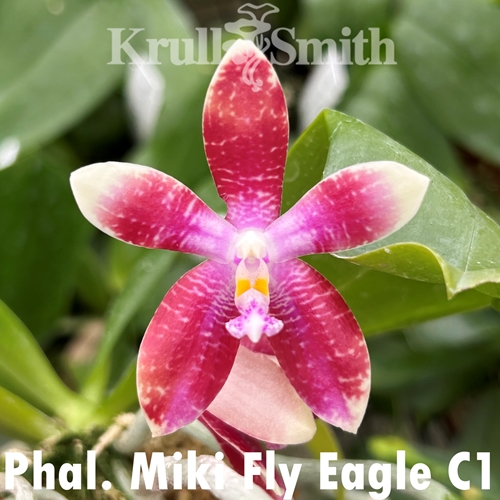 Phalaenopsis Miki Fly Eagle C1