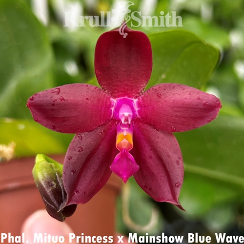 Phalaenopsis Mituo Princess x Mainshow Blue Wave