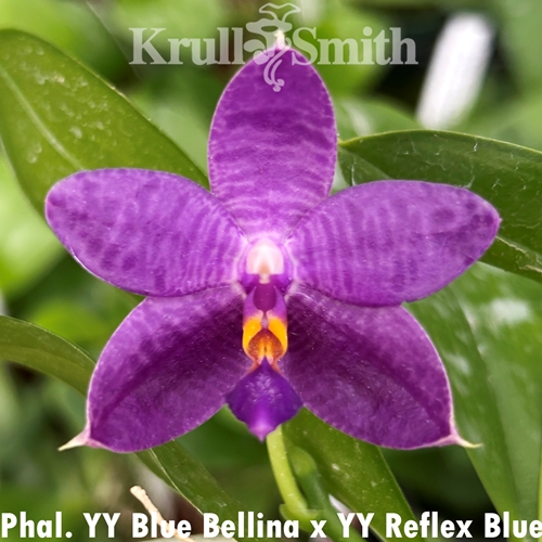 Phalaenopsis Yang Yang Blue Bellina x Yang Yang Reflex Blue