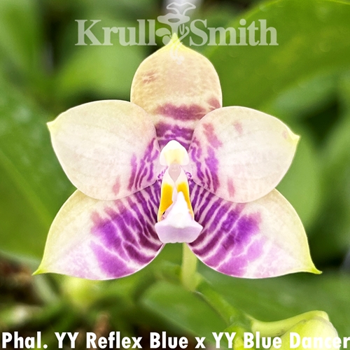 Phalaenopsis Yang Yang Reflex Blue x Yang Yang Blue Dancer