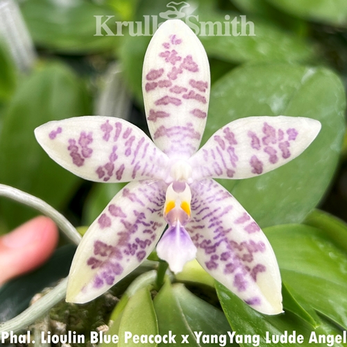 Phalaenopsis Lioulin Blue Peacock x YangYang Ludde Angel