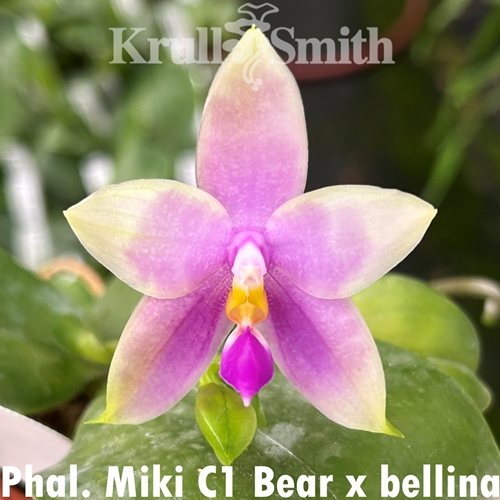 Phalaenopsis Miki C1 Bear x bellina