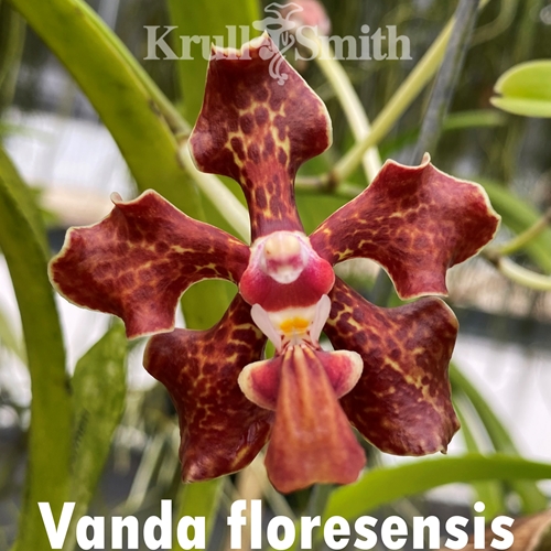 Vanda floresensis (2305) *FLASK*