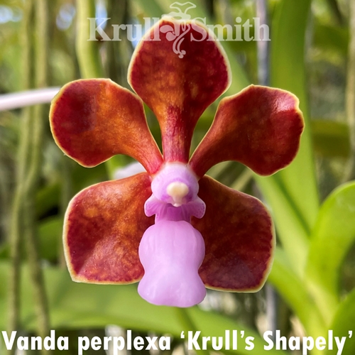 Seedling Parent B Vanda perplexa (2327) *FLASK*