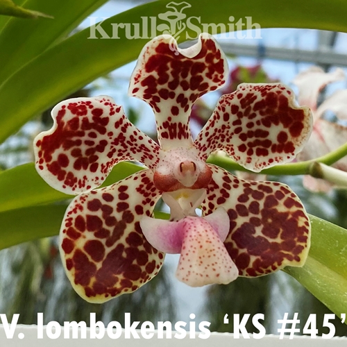 Vanda lombokensis (2325) *FLASK* Parent 1