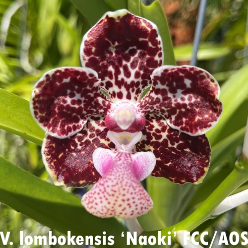 Vanda lombokensis (2325) *FLASK* Parent 2