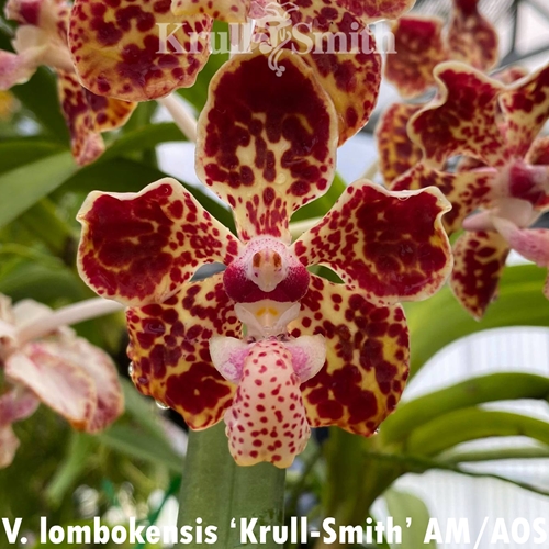 Vanda lombokensis x suavis (2328) *FLASK* Parent 1