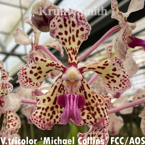 Vanda lombokensis x suavis (2328) *FLASK* Parent 2