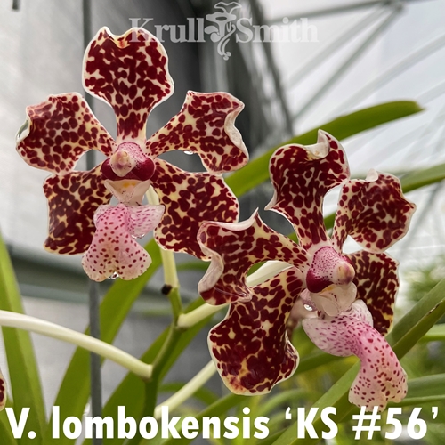 Vanda lombokensis (2301) *Flask* Parent 1