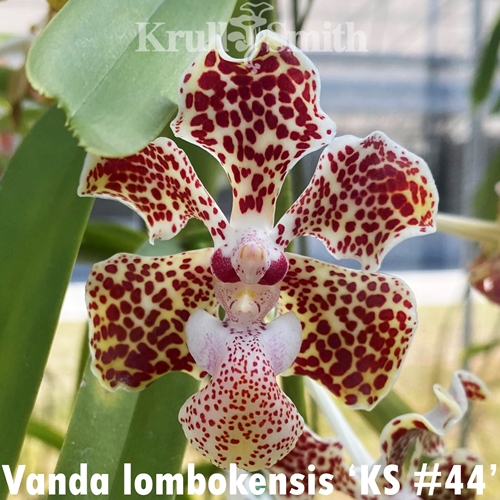Vanda lombokensis (2301) *Flask* Parent 2