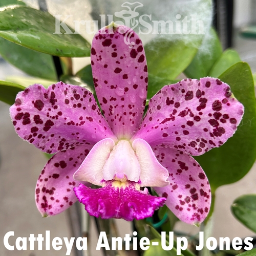Cattleya Antie-Up Jones