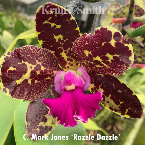 Cattleya Mark Jones