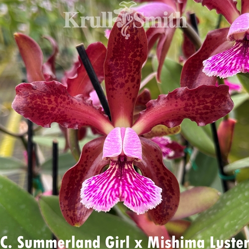 Cattleya Summerland Girl x Mishima Luster