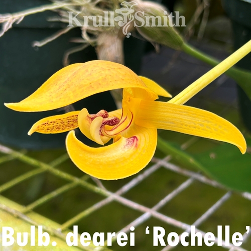 Bulbophyllum dearei 'Rochelle'