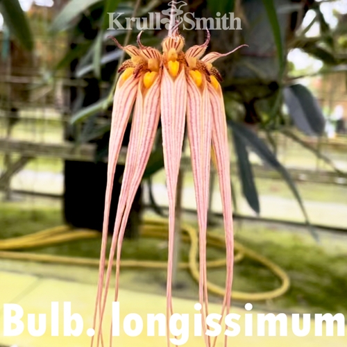 Bulbophyllum longissimum