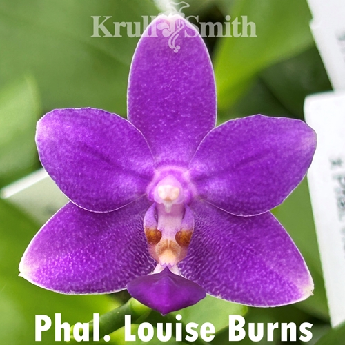 Phalaenopsis Louise Burns
