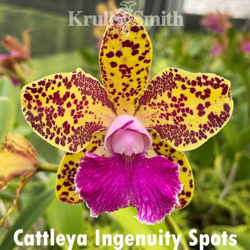 Cattleya Ingenuity Spots