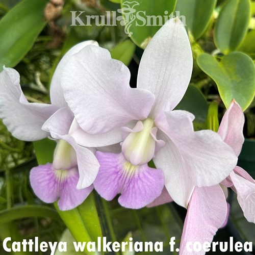 Cattleya walkeriana f. coerulea