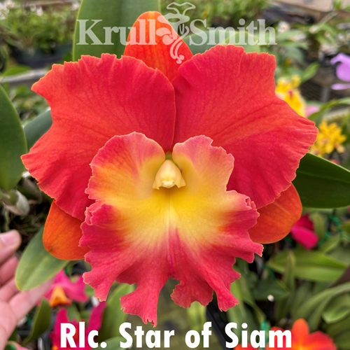 Rlc. Star of Siam 'Pumpkin'
