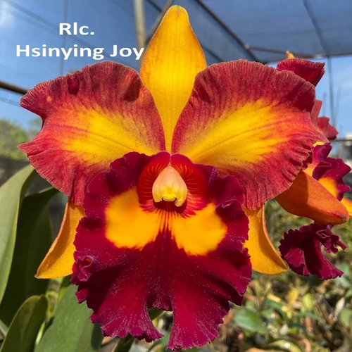 Rlc. Hsinying Joy 'Chief Wilson'