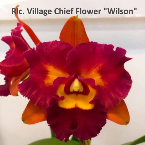 Rlc. Village Chief Flower 'Wilson'