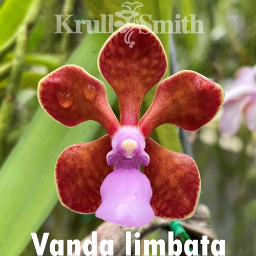 Vanda limbata Seedling