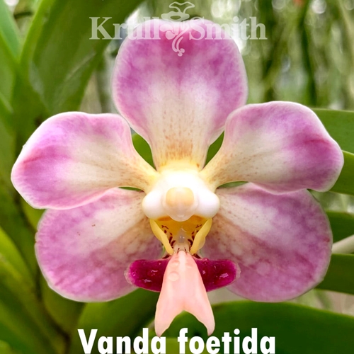 Vanda foetida Seedling