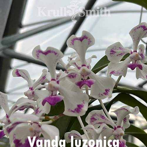 Vanda luzonica x barnesii Seedling Parent 1
