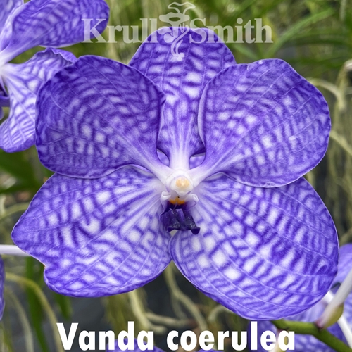 Vanda coerulea Seedling