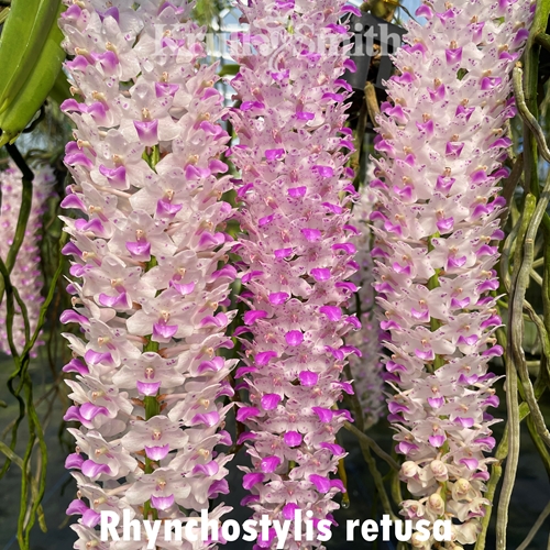 Rhynchostylis retusa Seedling