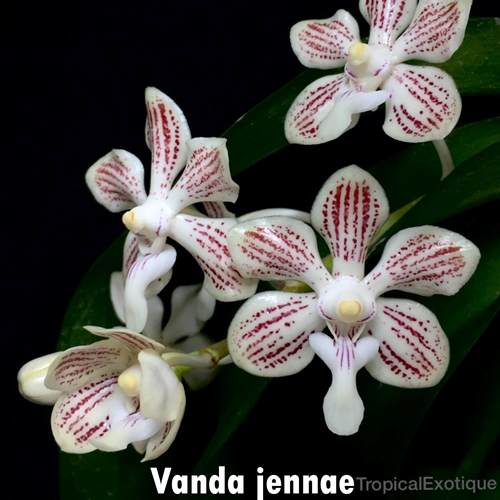 Vanda jennae Seedling