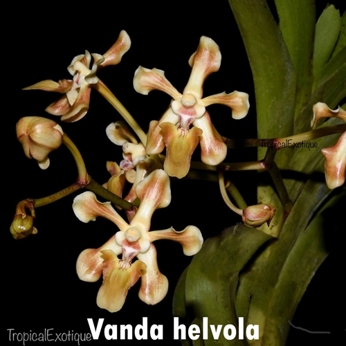 Vanda helvola Seedling