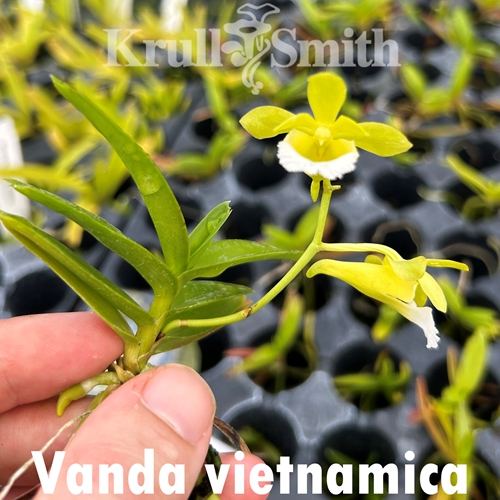 Vanda vietnamica x flabellata Seedling Parent 1