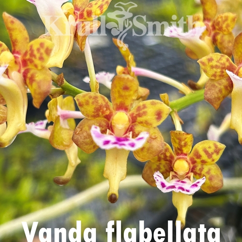 Vanda vietnamica x flabellata Seedling Parent 2
