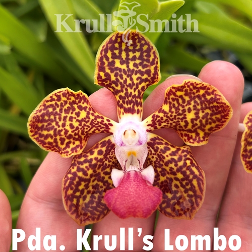 Pda. Krull's Lombo (2020-18) Seedling