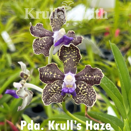 Pda. Krull's Haze Seedling