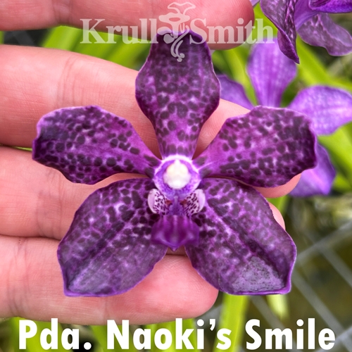 Pda. Naoki's Smile Seedling
