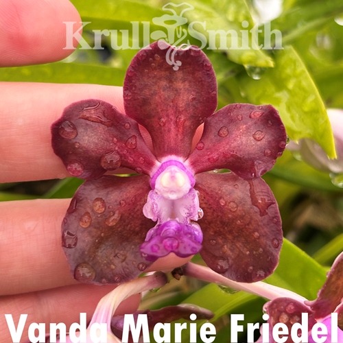 Vanda Marie Friedel Seedling