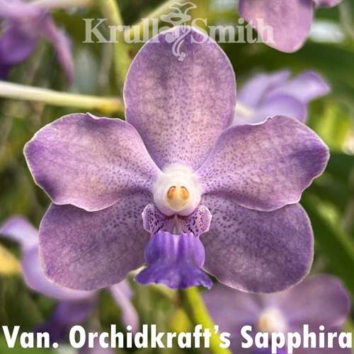 Van. Orchidkraft's Sapphira (2031) Seedling