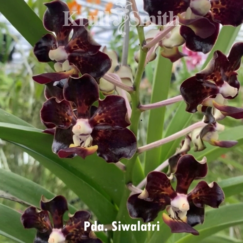 Pda. Siwalatri x Vanda lombokensis Seedling Parent 1