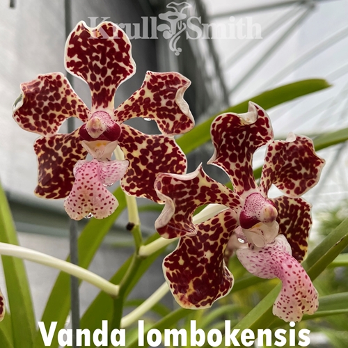 Pda. Siwalatri x Vanda lombokensis Seedling Parent 2