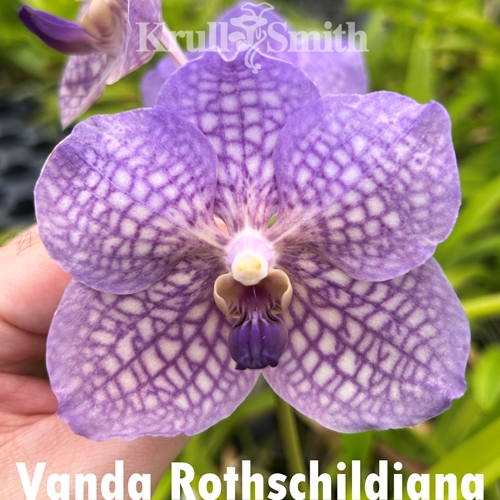 Vanda Rothschildiana Seedling