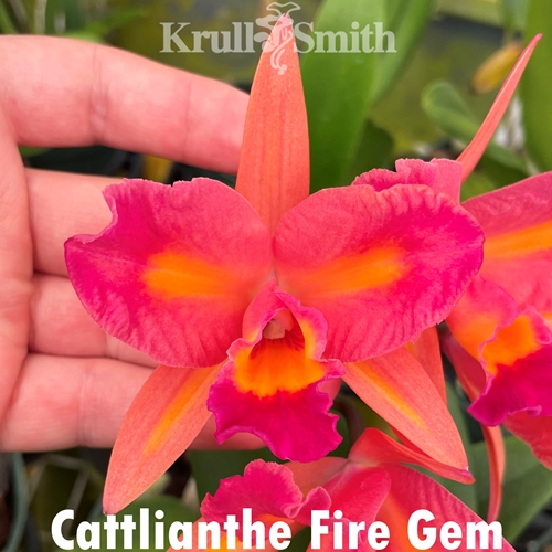 Ctt. Fire Gem