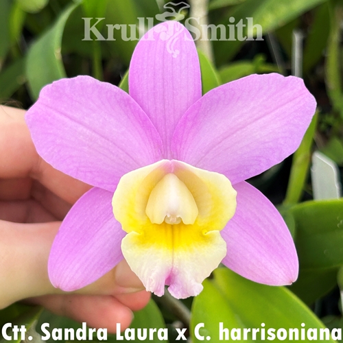 Ctt. Sandra Laura x Cattleya harrisoniana