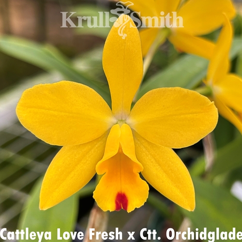 Cattleya Love Fresh x Ctt. Orchidglade