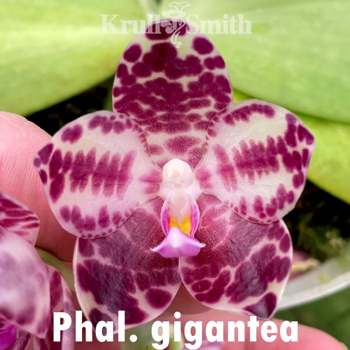 Phalaenopsis gigantea