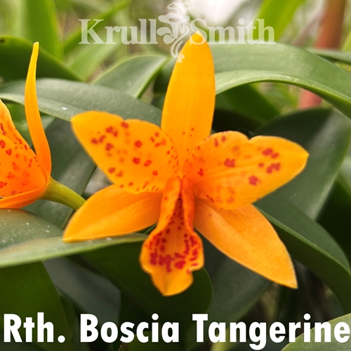 Rth. Boscia Tangerine