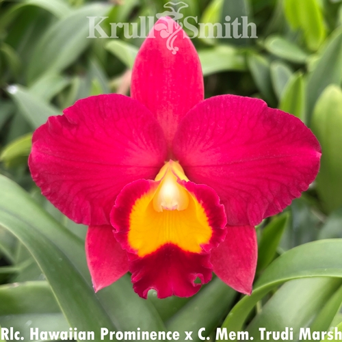 Rlc. Hawaiian Prominence x Cattleya Mem. Trudi Marsh