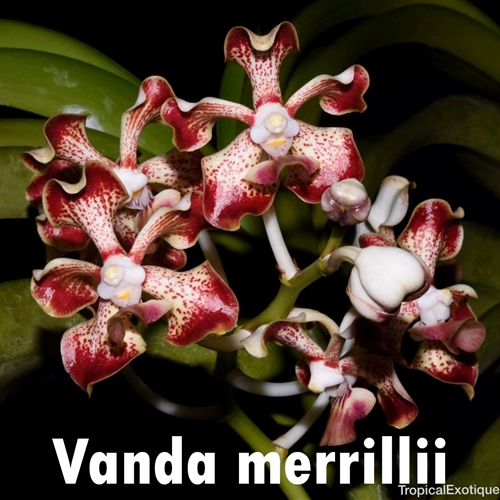 Vanda merrillii Seedling